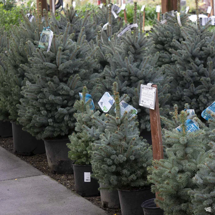 573-blue-spruce-baby-blue-2.webp Blue Spruce 'Baby Blue'