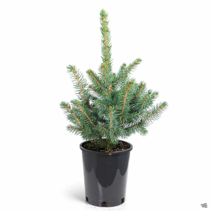 573-blue-spruce-baby-blue-3.webp Blue Spruce 'Baby Blue'