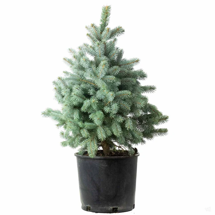 573-blue-spruce-baby-blue-4.webp Blue Spruce 'Baby Blue'