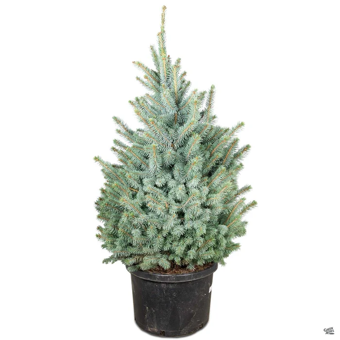 573-blue-spruce-baby-blue-5.webp Blue Spruce 'Baby Blue'