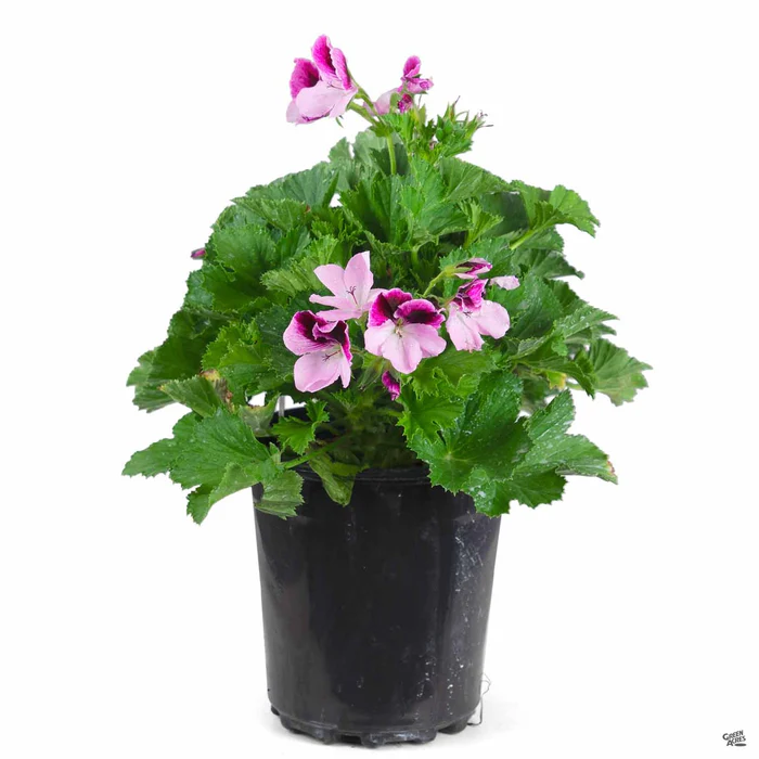 Martha Washington Geranium