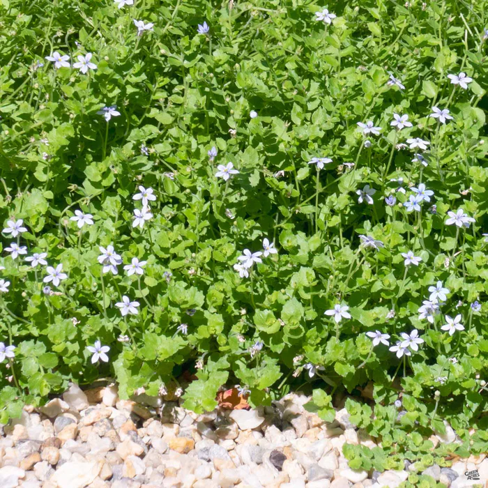 Blue Star Creeper