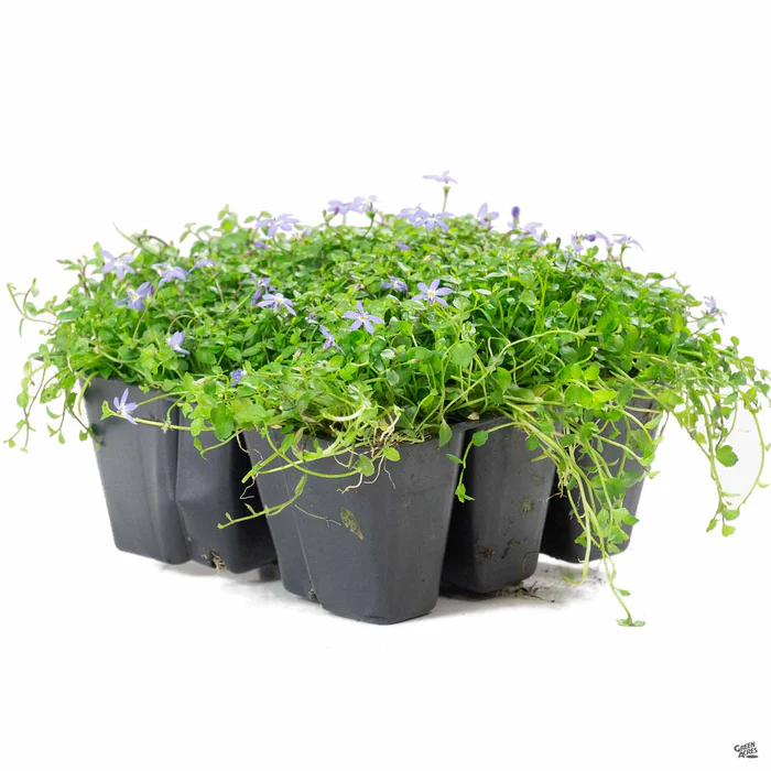 Blue Star Creeper