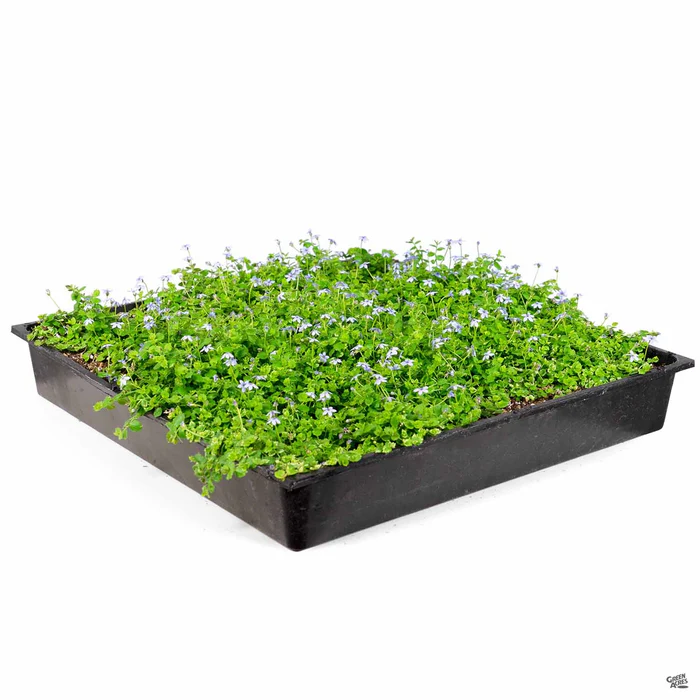 Blue Star Creeper