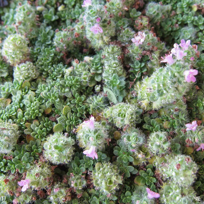 582-thyme-elfin-1.webp Thyme 'Elfin'