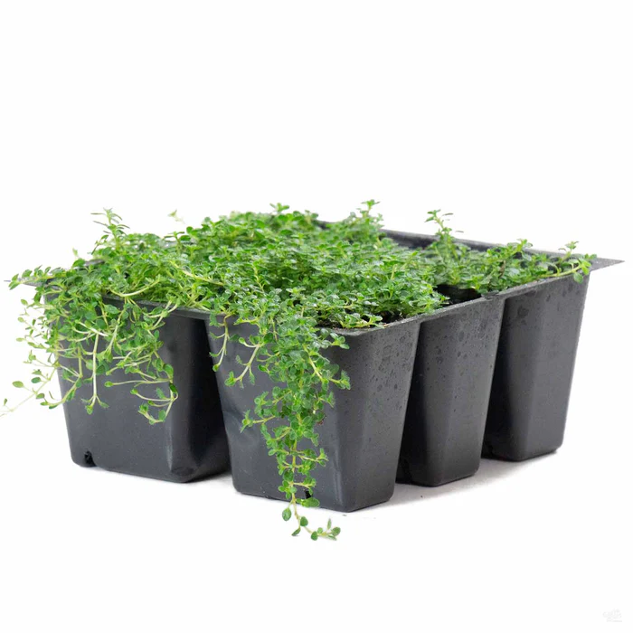 582-thyme-elfin-2.webp Thyme 'Elfin'
