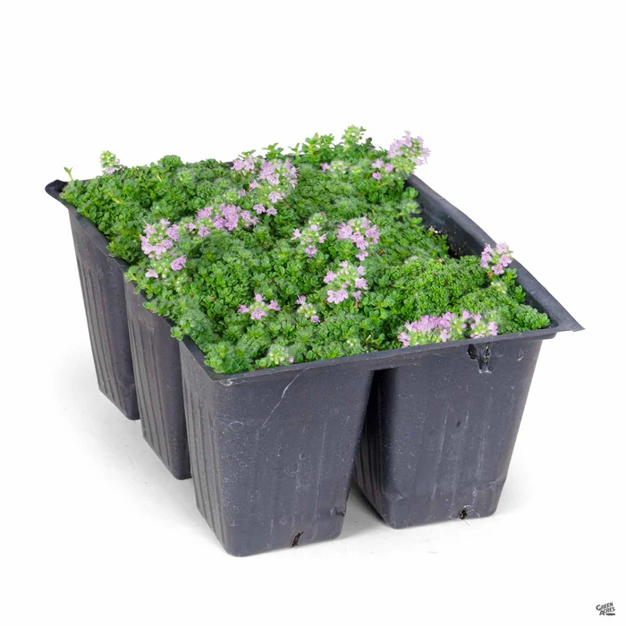 582-thyme-elfin-3.webp Thyme 'Elfin'