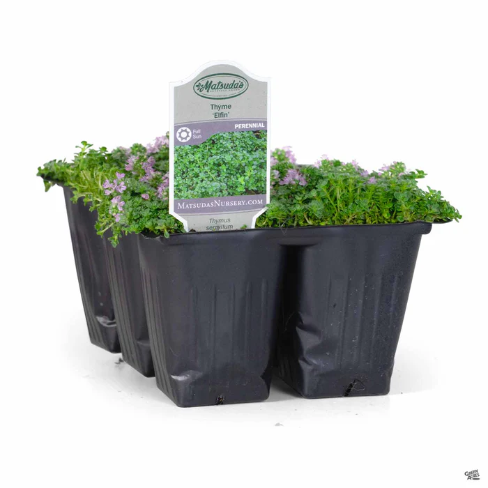 582-thyme-elfin-4.webp Thyme 'Elfin'