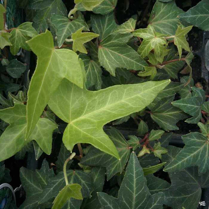 Ivy 'Needlepoint'