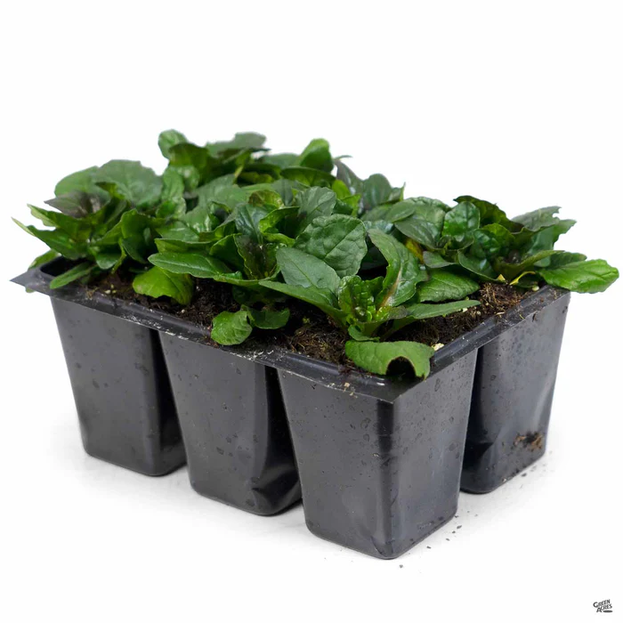 Ajuga 'Bronze'