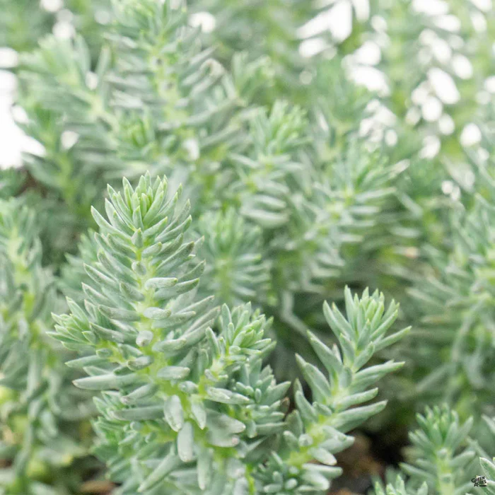 Blue Spruce Stonecrop