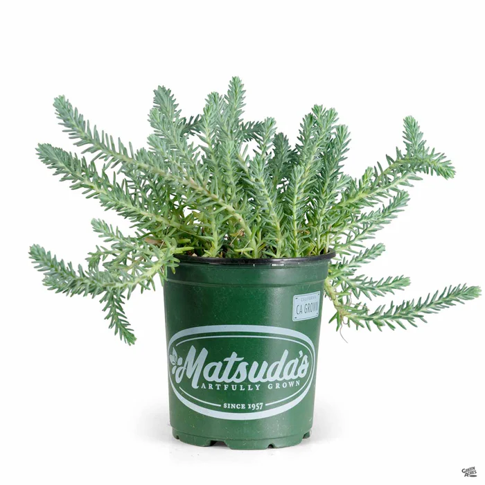 Blue Spruce Stonecrop