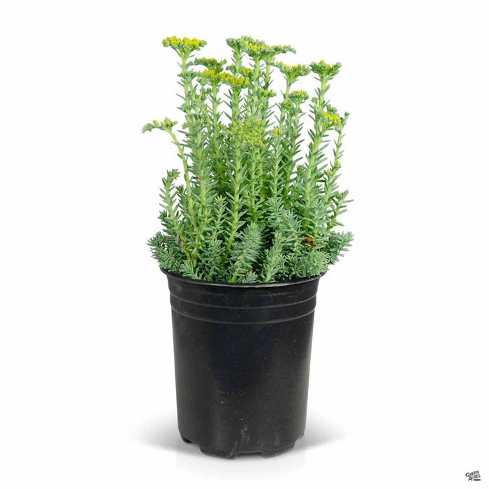 Blue Spruce Stonecrop