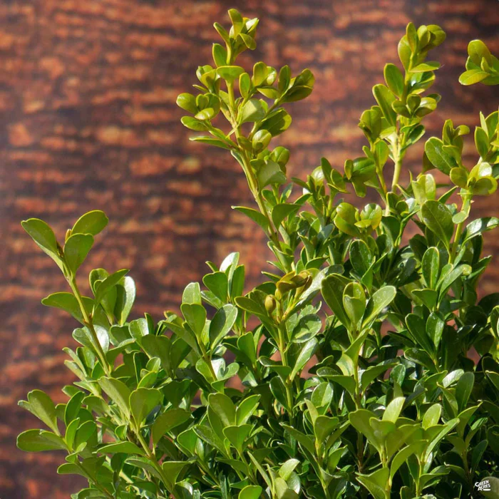 Japanese Boxwood 'Green Beauty'