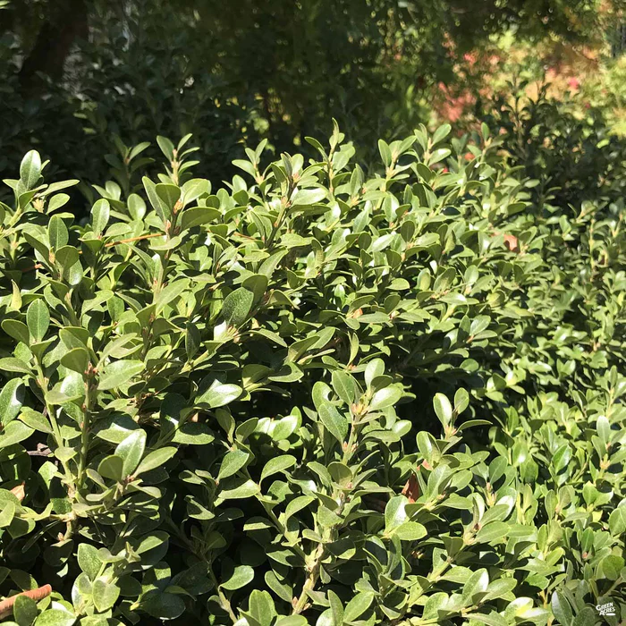 Japanese Boxwood 'Green Beauty'