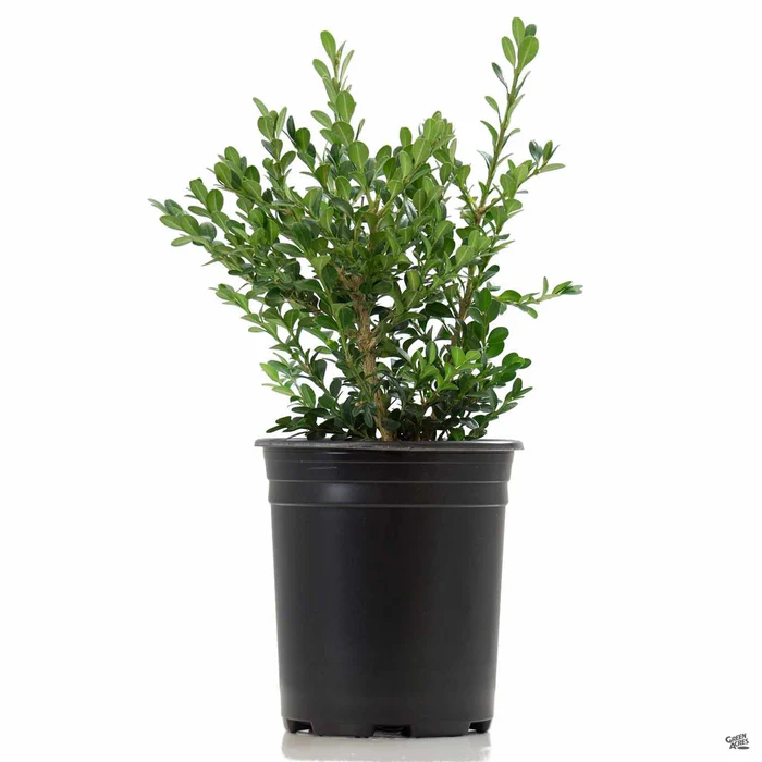 Japanese Boxwood 'Green Beauty'