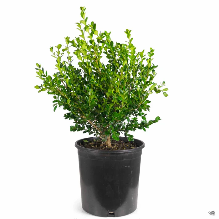 Japanese Boxwood 'Green Beauty'