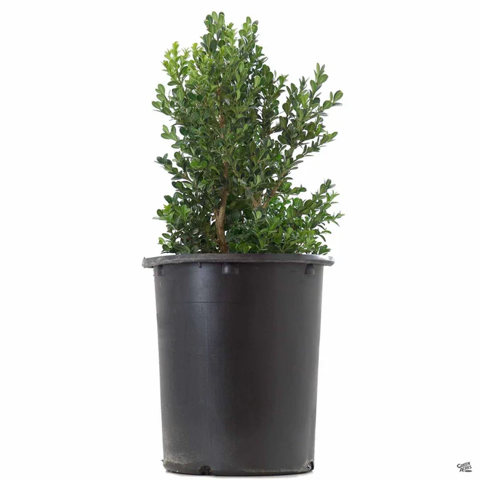 Japanese Boxwood 'Green Beauty'