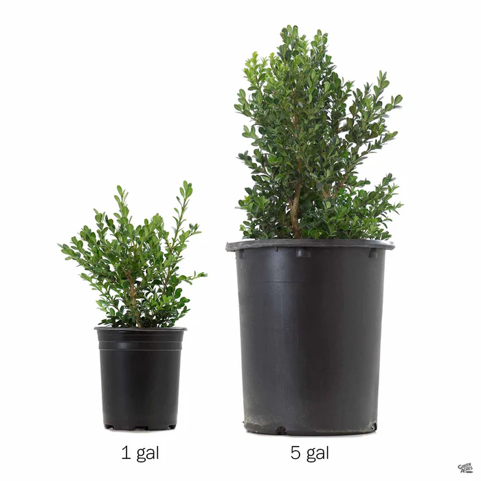 Japanese Boxwood 'Green Beauty'