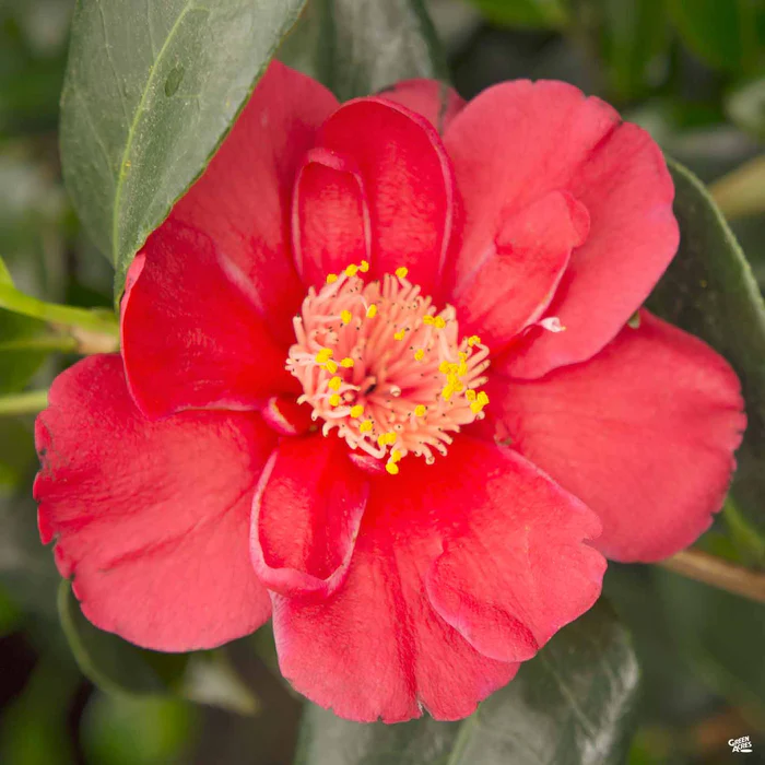 Camellia j. 'Bob Hope' | Matsuda's