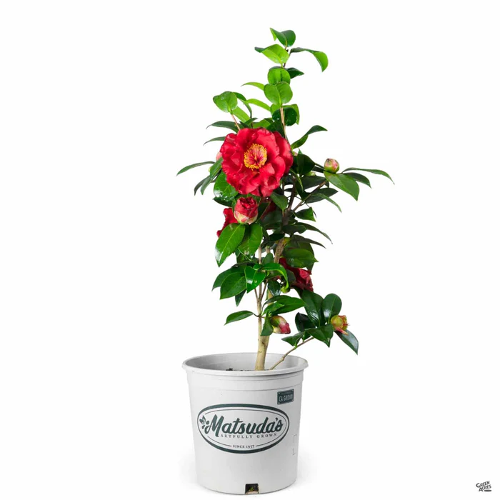Camellia j. 'Bob Hope' | Matsuda's