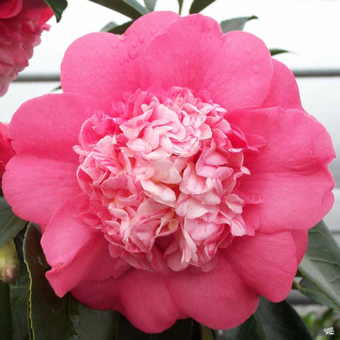 612-camellia-j.-chandleri-elegans-matsuda-s-1.webp Camellia j. 'Chandleri Elegans' | Matsuda's