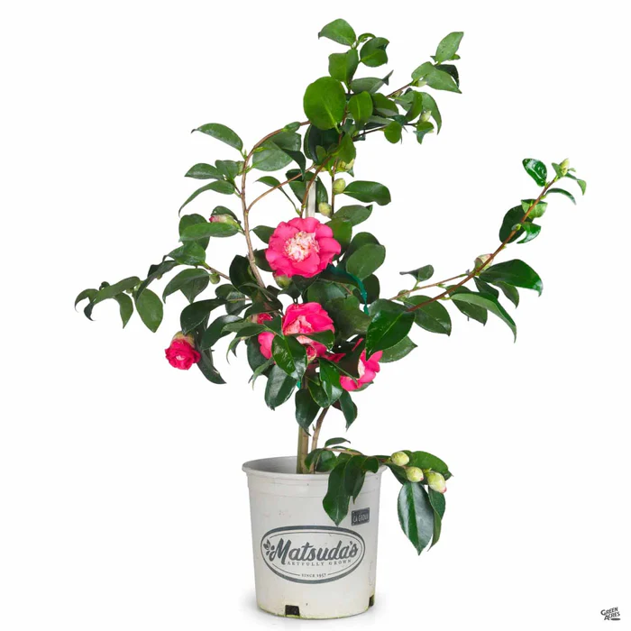 612-camellia-j.-chandleri-elegans-matsuda-s-2.webp Camellia j. 'Chandleri Elegans' | Matsuda's