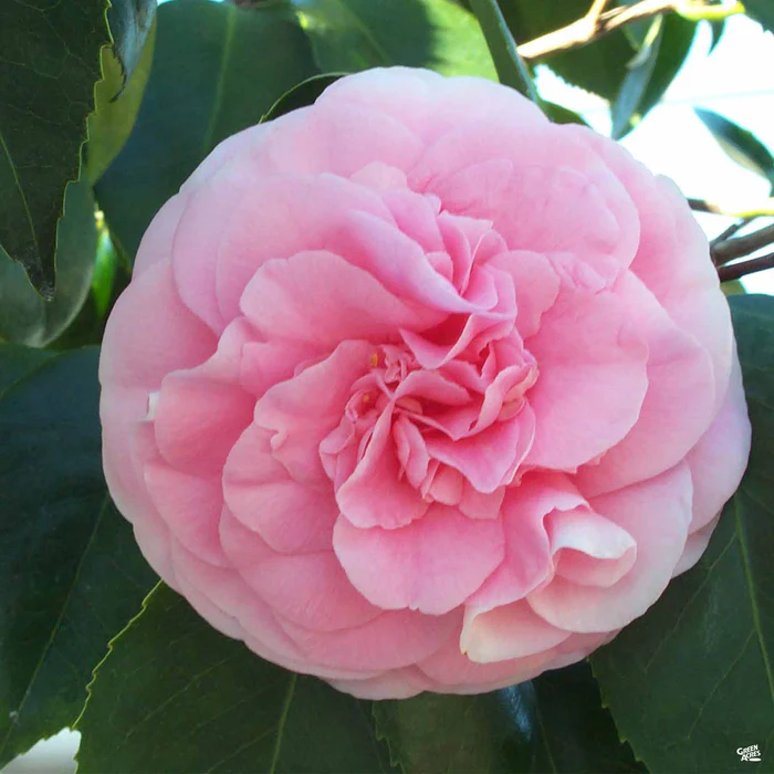 613-camellia-j.-debutante-1.webp Camellia j. 'Debutante'