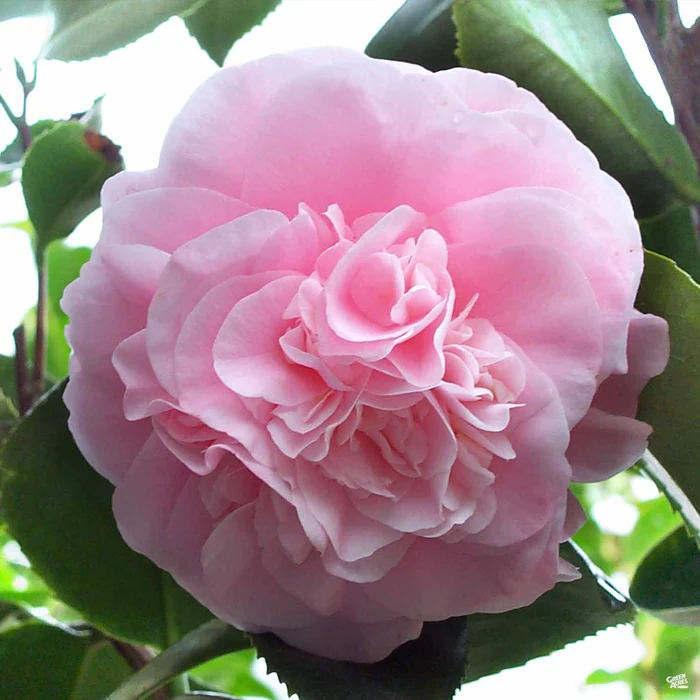 613-camellia-j.-debutante-2.webp Camellia j. 'Debutante'