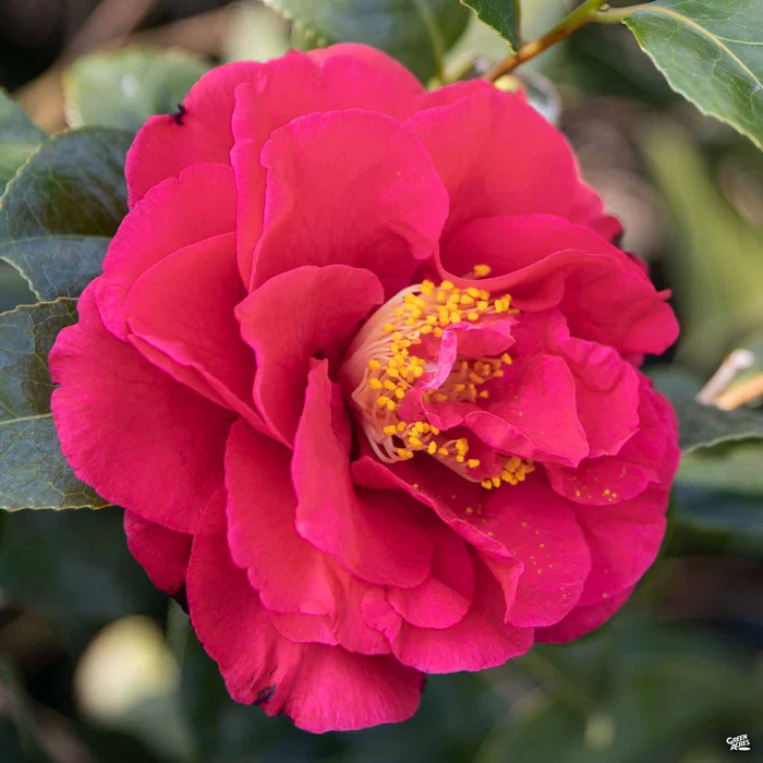 Camellia j. 'Kramer's Supreme'