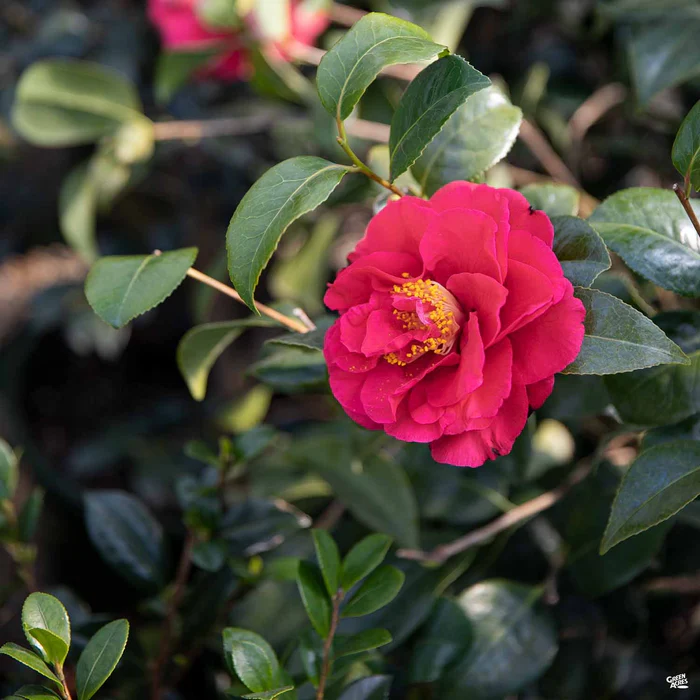Camellia j. 'Kramer's Supreme'