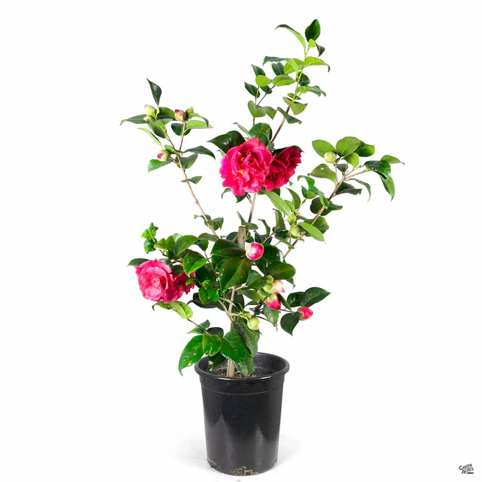 Camellia j. 'Kramer's Supreme'