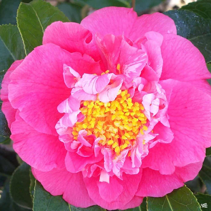 Camellia j. 'Kumasaka'