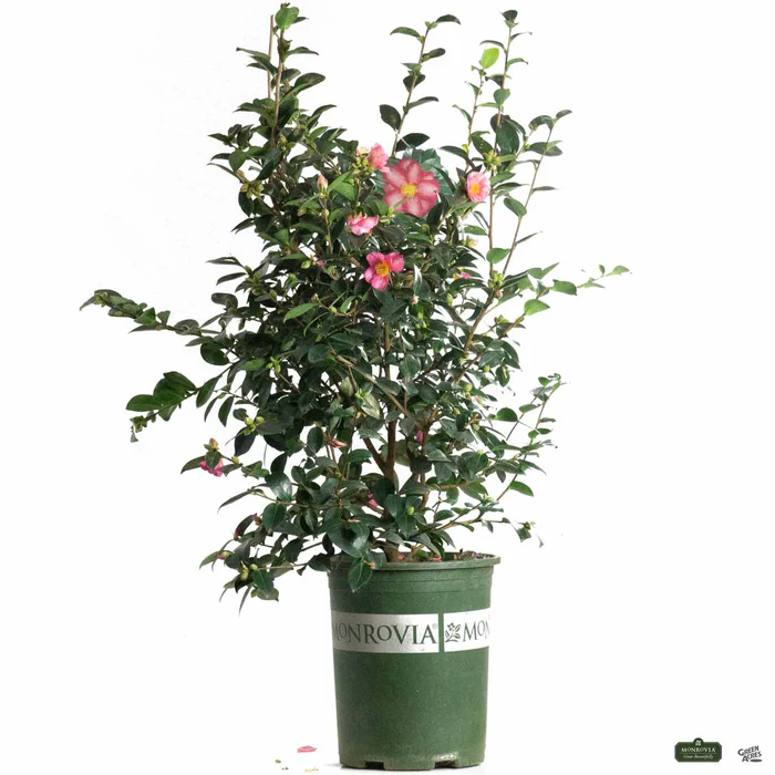 Camellia s. 'Kanjiro' | Monrovia