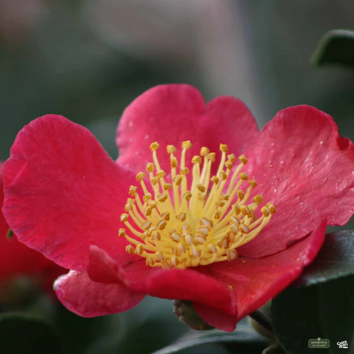 617-camellia-s.-yuletide-monrovia-1.webp Camellia s. 'Yuletide' | Monrovia