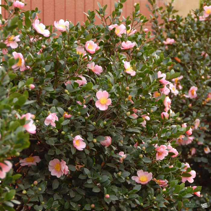 618-pink-a-boo-camellia-monrovia-1.webp Pink-A-Boo Camellia | Monrovia