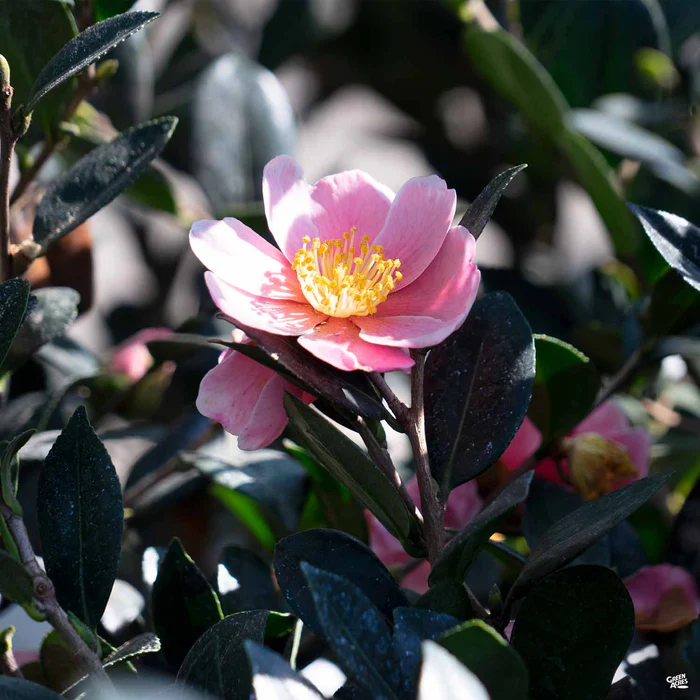 618-pink-a-boo-camellia-monrovia-2.webp Pink-A-Boo Camellia | Monrovia