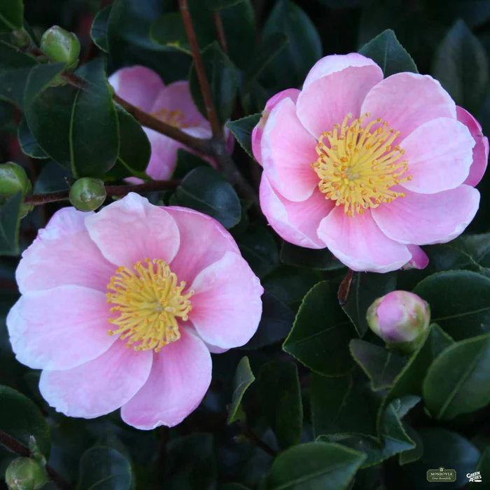 618-pink-a-boo-camellia-monrovia-3.webp Pink-A-Boo Camellia | Monrovia