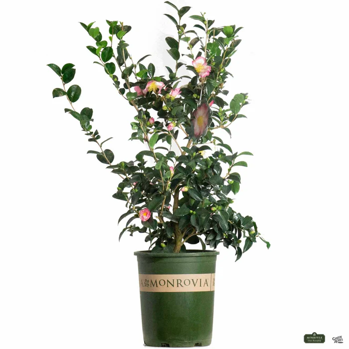 618-pink-a-boo-camellia-monrovia-4.webp Pink-A-Boo Camellia | Monrovia
