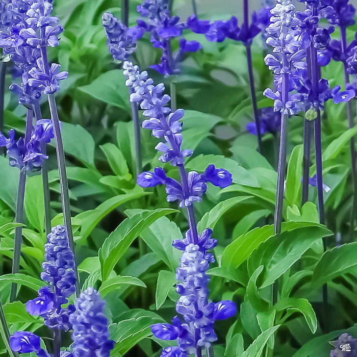 621-sage-mystic-spires-blue-1.webp Sage 'Mystic Spires Blue'