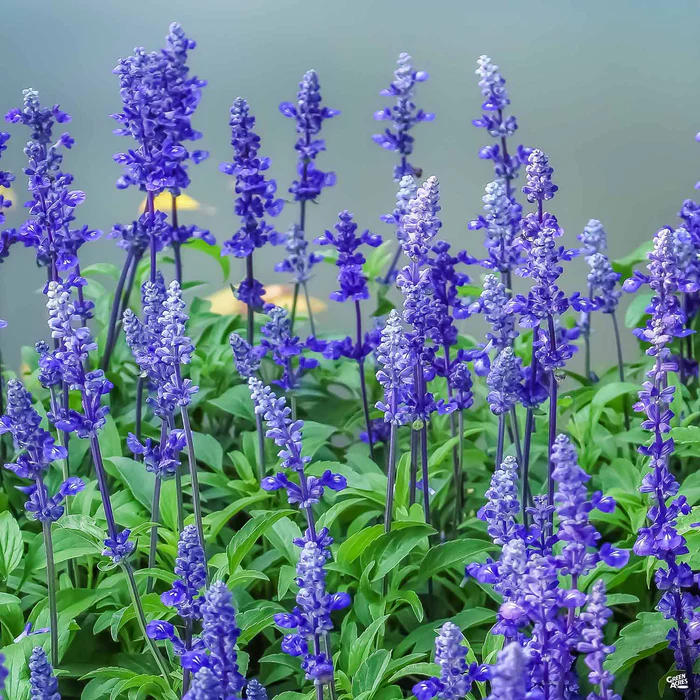 621-sage-mystic-spires-blue-2.webp Sage 'Mystic Spires Blue'