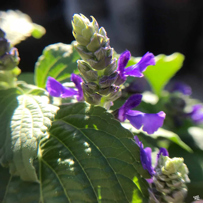 621-sage-mystic-spires-blue-3.webp Sage 'Mystic Spires Blue'