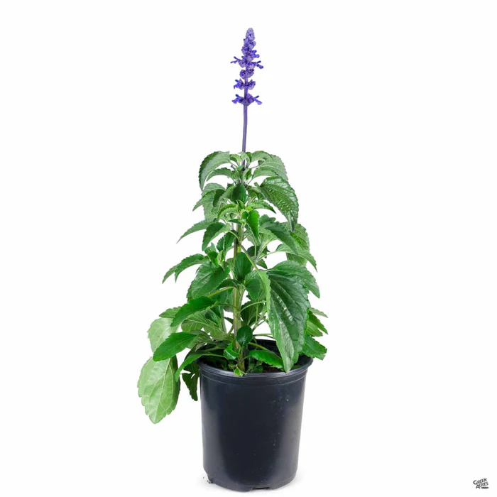 621-sage-mystic-spires-blue-4.webp Sage 'Mystic Spires Blue'