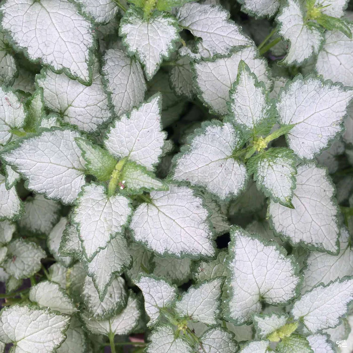 622-dead-nettle-1.webp Dead Nettle