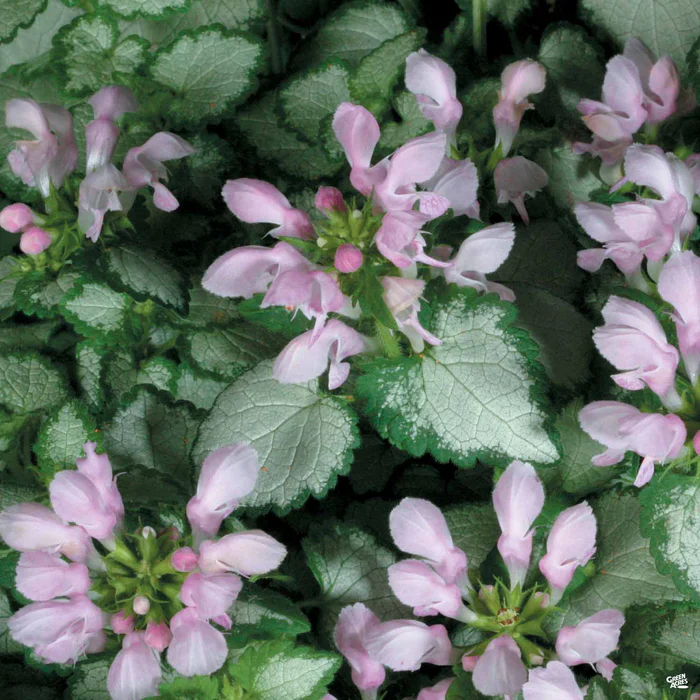 622-dead-nettle-2.webp Dead Nettle