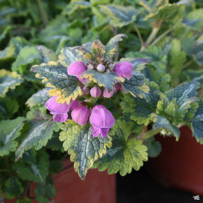 622-dead-nettle-3.webp Dead Nettle