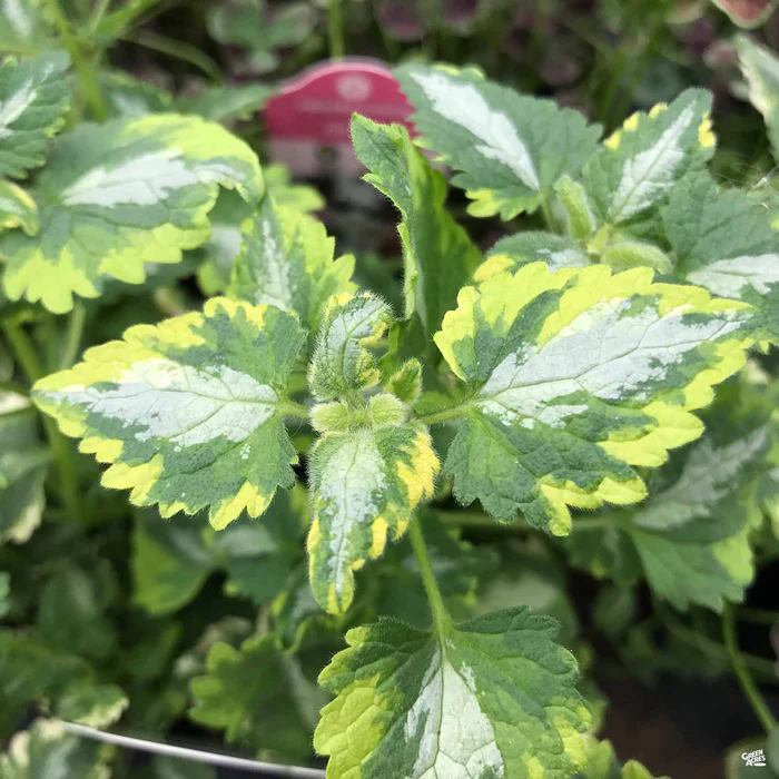 622-dead-nettle-4.webp Dead Nettle
