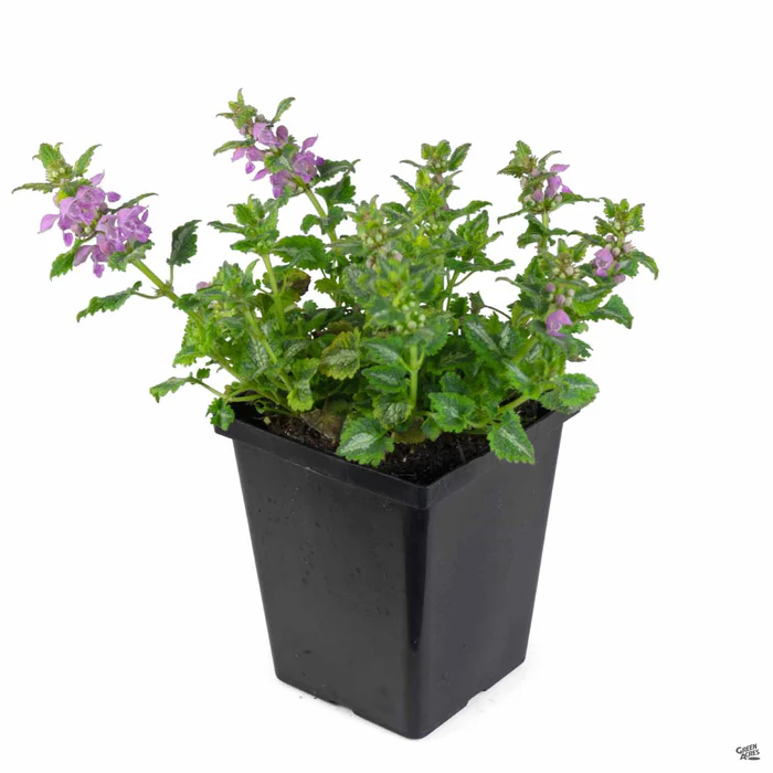 622-dead-nettle-5.webp Dead Nettle