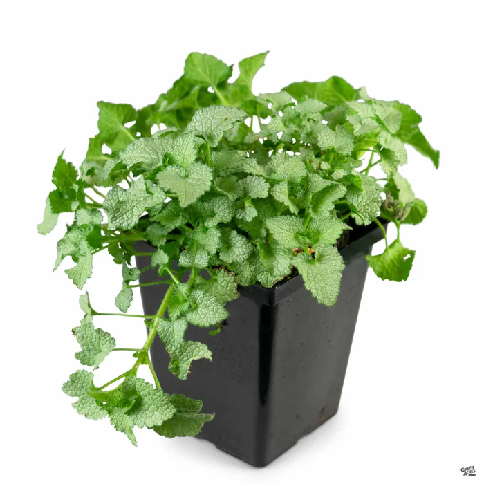 622-dead-nettle-6.webp Dead Nettle