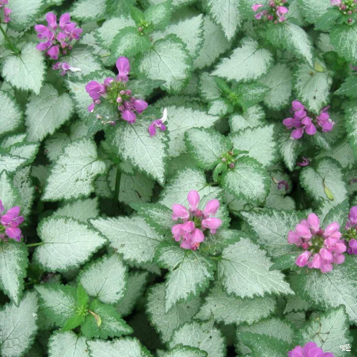 622-dead-nettle-7.webp Dead Nettle